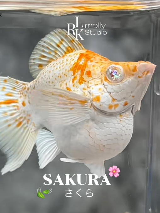 ทดสอบ - Saku