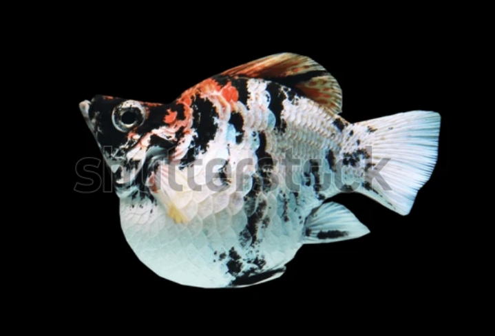 ทดสอบ - หัวแแดง