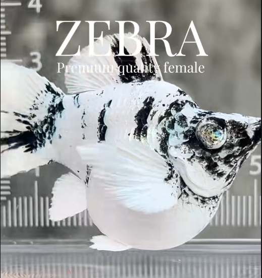 ทดสอบ - zebra