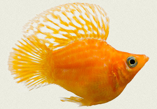 ทดสอบ - ส้มเปรี้ยว