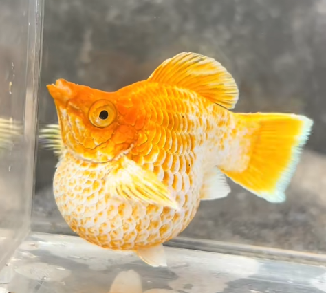 ทดสอบ - หัวส้ม