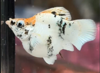 ทดสอบ - หัวแดง