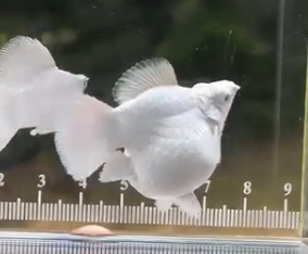 ทดสอบ - ขาวแพทตินั่ม