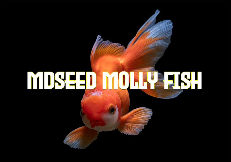 Beautiful Molly Fish